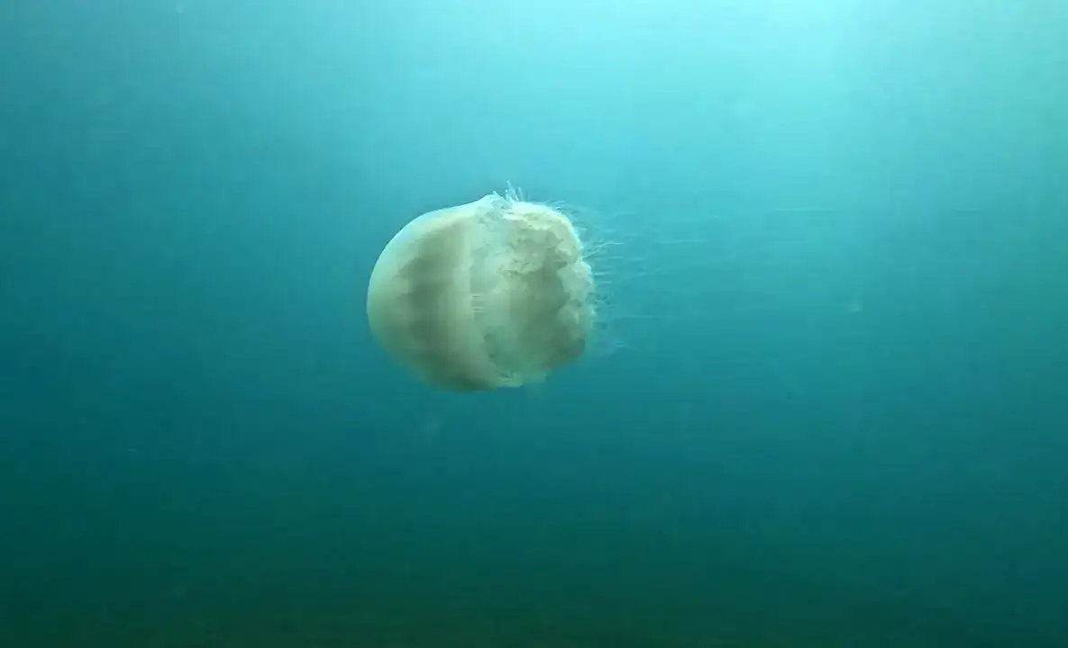 Akdeniz'in Devleri Antalya Körfezi'ni Kuşattı 1